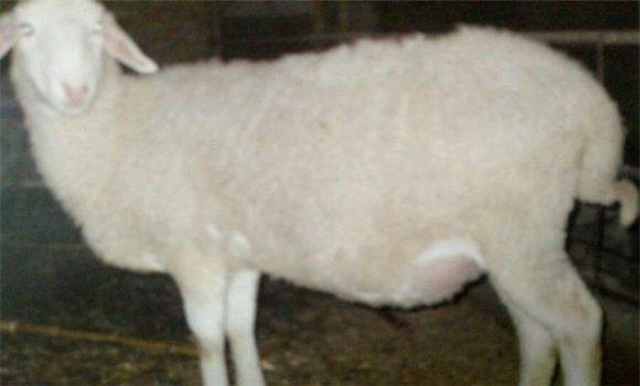 羊瘤胃積食的主要癥狀