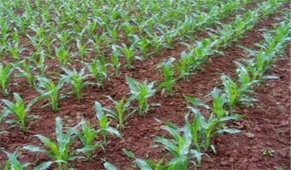 掌握好間苗、定苗