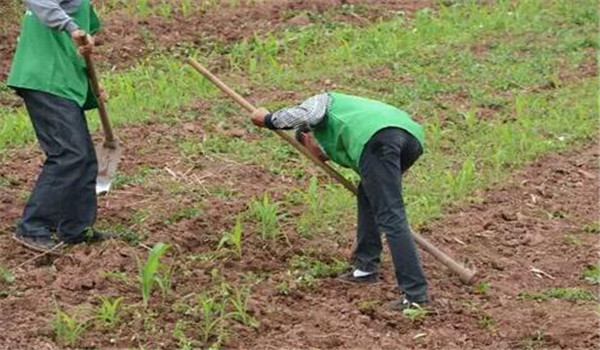 中耕、除草