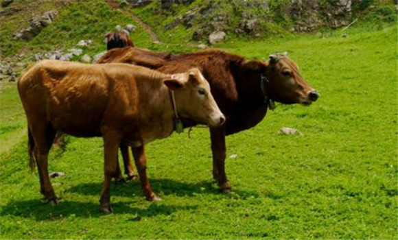 牛創(chuàng)傷性網(wǎng)胃腹膜的預(yù)防方法