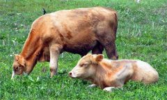 牛瘤胃積食的治療方法,打什么針來的快