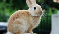 兔大腸桿菌病的癥狀和治療方法，用什么藥治療