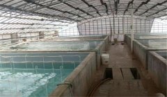 羅氏沼蝦如何越冬？