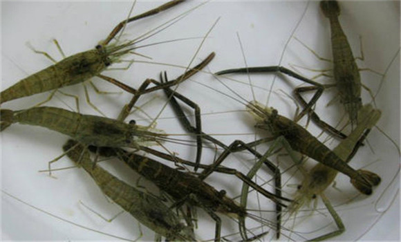 控制好親蝦的性比、密度