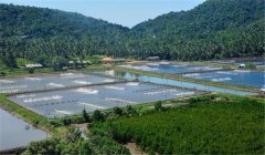 羅氏沼蝦與魚混養(yǎng)有哪些技術(shù)措施？