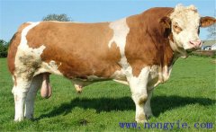 西門塔爾牛的原產(chǎn)地、外貌特征與生產(chǎn)性能