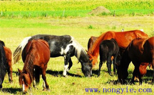 抓秋膘，促進(jìn)母牛發(fā)情排卵