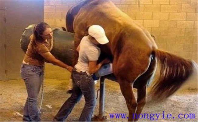 抓時機(jī)，給發(fā)情母牛配種