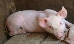 豬食鹽中毒是什么癥狀，有沒(méi)有最佳治療方法