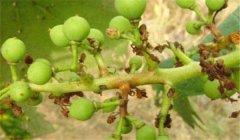 葡萄房枯病癥狀特點(diǎn) 怎樣治療，用什么藥防治