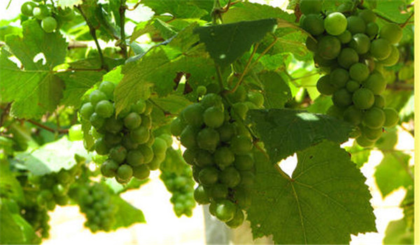 葡萄房枯病農業(yè)防治
