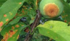 李實蜂的防治方法，李實蜂用什么藥防治效果好