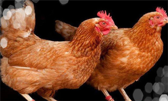 蛋雞育成期的常見(jiàn)光照方法