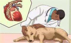 狗鉤蟲病的癥狀 狗鉤蟲病怎么治、多久可以治好