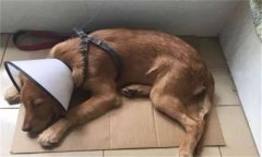 狗細(xì)小病毒的癥狀和治療方法，是怎么引起的?