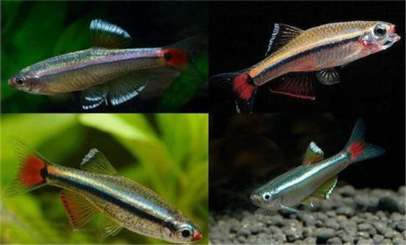 白云金絲魚(yú)的飼養(yǎng)