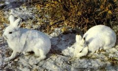 兔輪狀病毒病如何傳播，如何治療與防治