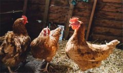 家禽沙門氏菌有什么癥狀，感染后怎么治療？