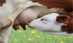 羊乳房炎癥腫塊怎么治療，是怎么引起的