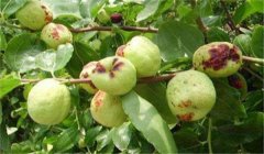 棗縮果病用什么藥防治，怎樣提前預(yù)防棗縮果病