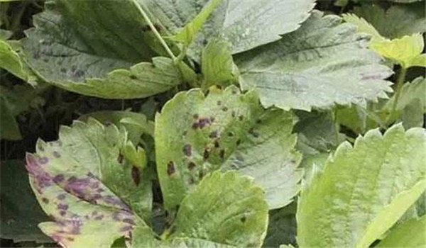草莓細菌性葉斑病的預(yù)防措施