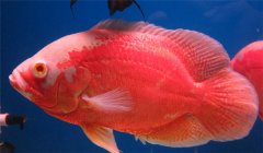 豬仔魚水溫多少合適 豬仔魚怎么養(yǎng)？