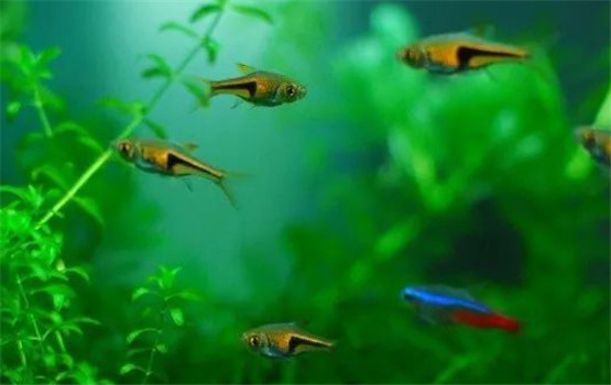 三角燈魚的外形特點