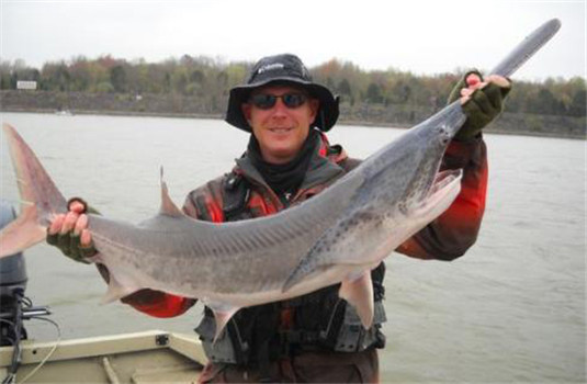 匙吻鱘的經(jīng)濟(jì)價值