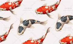 錦鯉花紋的特點(diǎn)，錦鯉花紋有什么講究？