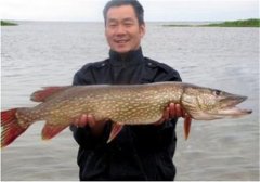 如何飼養(yǎng)白斑狗魚，白斑狗魚的養(yǎng)殖技術(shù)要點(diǎn)