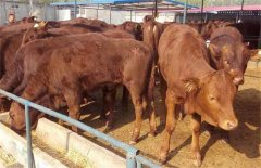 架子?？焖儆始夹g，飼養(yǎng)管理要點簡介