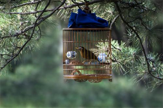 養(yǎng)鳥應注意些什么