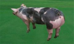 皮特蘭豬的優(yōu)缺點(diǎn)分析，其生產(chǎn)性能如何