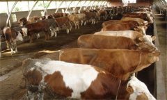 種公牛的選擇標(biāo)準(zhǔn)是什么，如何選擇種公牛