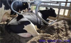 如何讓奶牛增產(chǎn)？奶牛夜間飼養(yǎng)管理十大要點(diǎn)