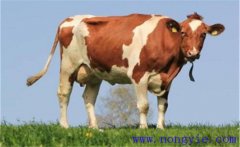 奶牛產(chǎn)犢前后的如何護(hù)理，需注意哪些問(wèn)題？