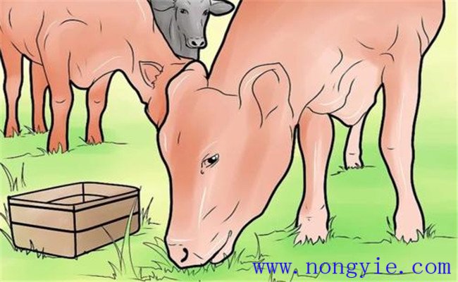 奶牛食道梗塞的臨床癥狀、預(yù)防要點(diǎn)與治療方法