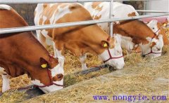 奶牛乳房炎的病因、臨床癥狀與診斷方法