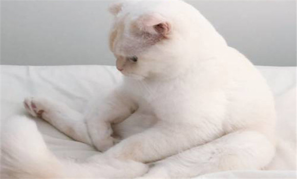 貓泛白細(xì)胞減少癥的實驗室診斷