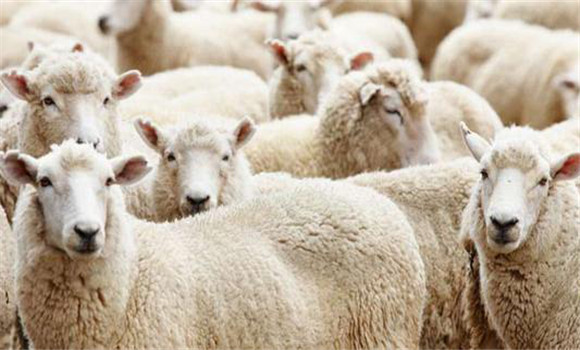 綿羊巴氏桿菌病的預防要點