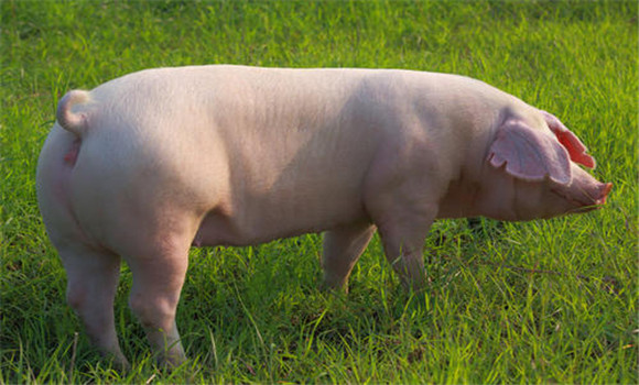 公、母豬發(fā)情期的主要特征