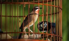 冬季養(yǎng)鳥應注意些什么？