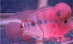 魚腸炎的癥狀及治療方法，魚腸炎用什么藥效果