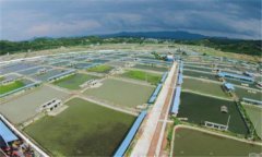 池塘甲魚(yú)養(yǎng)殖技術(shù)要點(diǎn)，養(yǎng)殖甲魚(yú)如何開(kāi)展