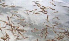 一齡魚(yú)是多少時(shí)間的魚(yú)苗，一齡魚(yú)種的放養(yǎng)要領(lǐng)