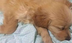 犬瘟熱初期癥狀 犬瘟熱的治療方法、怎么引起的