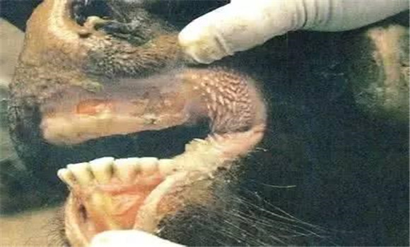 ?？谔阋叩钠蕶z