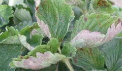 草莓白粉病的癥狀、防治方法、用什么藥好