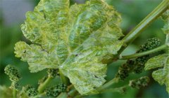 葡萄扇葉病的癥狀、治療方法、用什么藥效果好