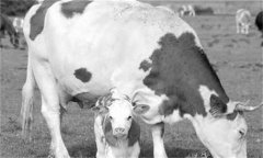 奶牛酮病的臨床癥狀、檢測方法、怎么治療